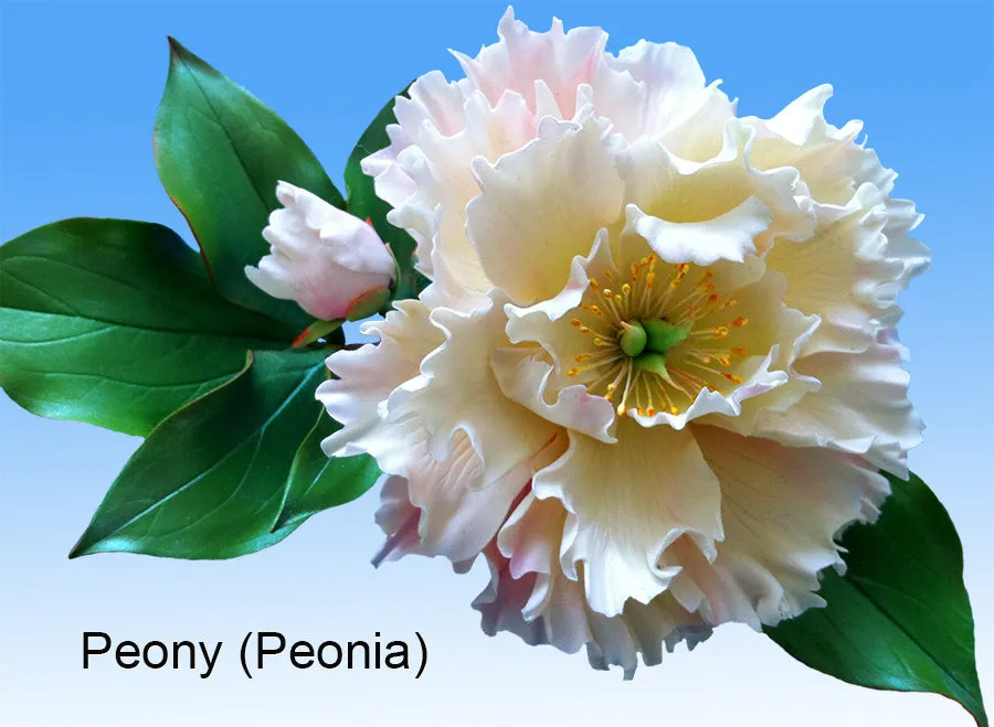 Peony