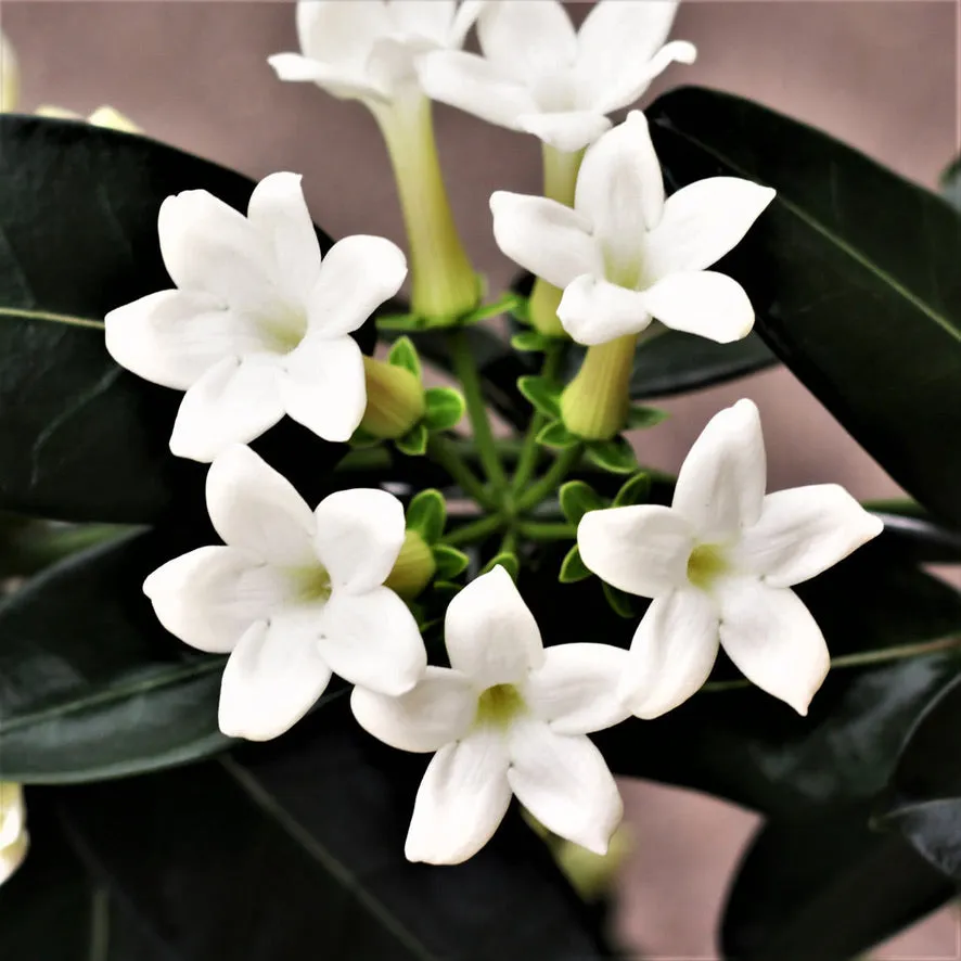 Stephanotis | Jasmine Flower Cutter Set